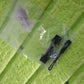 Portable Universal Detachable Zipper Slider (1 Pc / Big)
